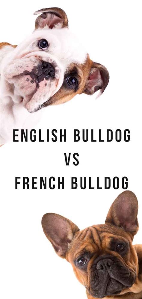 An extremely handy resource for finding dog names are baby name books that you can buy online or in bookstores. French Bulldog vs English Bulldog - Which Pet Is Right for ...