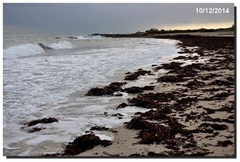 Le varech, ou fucus vesiculosus, est une algue brune commune que l'on retrouve sur les rives le varech est également commun sur les côtes atlantique et pacifique de l'amérique du nord de l'île. Le varech sur la plage, le vré venun - Le Val de Saire par ...