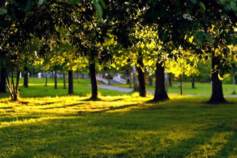 Park Background ·① Download Free Beautiful High Resolution Wallpapers