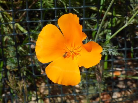 The fair took place at the alameda county fairgrounds and featured dozens of shelters and rescues from around the bay area and beyond. Bay Area Bee Fair - Home | Facebook