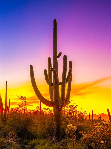 Giant Saguaro Cactus Sunset Silhouette Saguaro National Pa Flickr