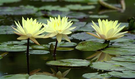 Yellow Water Lilies Photograph By Roy Williams