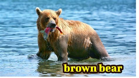 Brown Bear Special Facts Brown Bear Life Style Youtube