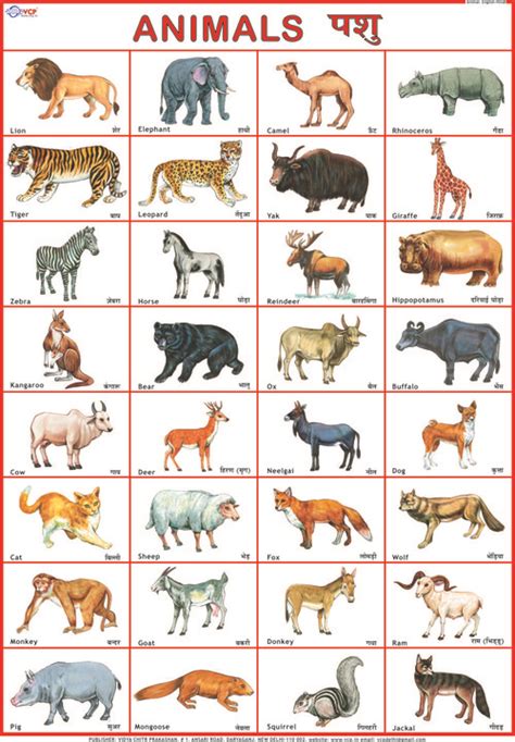 Animals Chart Dimensions 70 X 100 Centimeter Cm At Best Price In