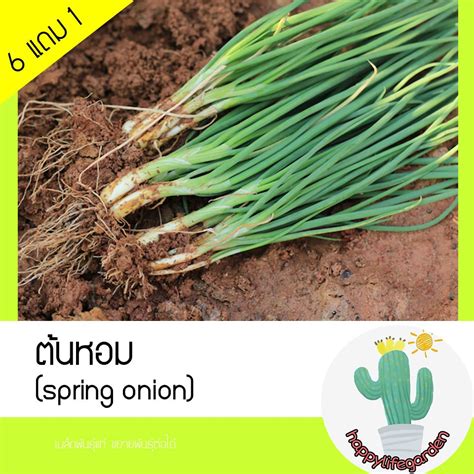 เมล็ดพันธุ์ ต้นหอม Spring Onion Shopee Thailand