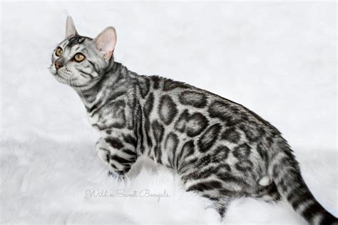 Bengal cats & bengal cat breeders. Bengal Kittens & Cats for Sale Near Me | Bengal kitten ...