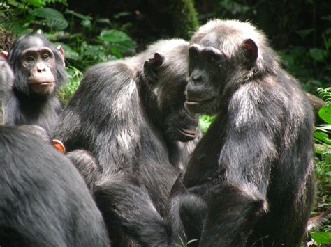 Chimpanzees The Ngogo Chimpanzee Project