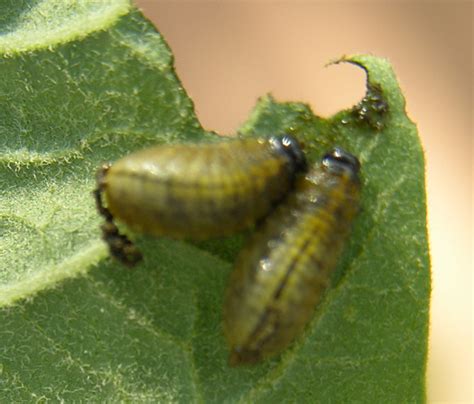 Established in 1948, hired killers pest sure has all the. Yellow and black beetles eating my plants, lebanon yellow ...