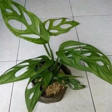 Salah satu tanaman hias bunga terindah, bunga kantung semar ialah jenis tanaman monotipik yang terdiri atas 130 spesies. Jual Tanaman Janda Bolong (Daun bolong) monstera obliqua ...