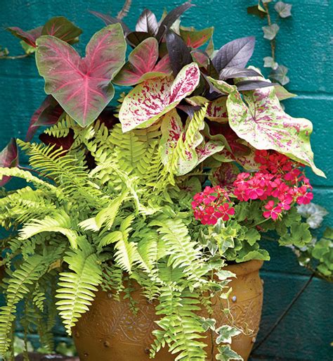 Growing ferns in containers will add a new dimension to your plantings. Try ferns in your shade containers! | Garden Gate