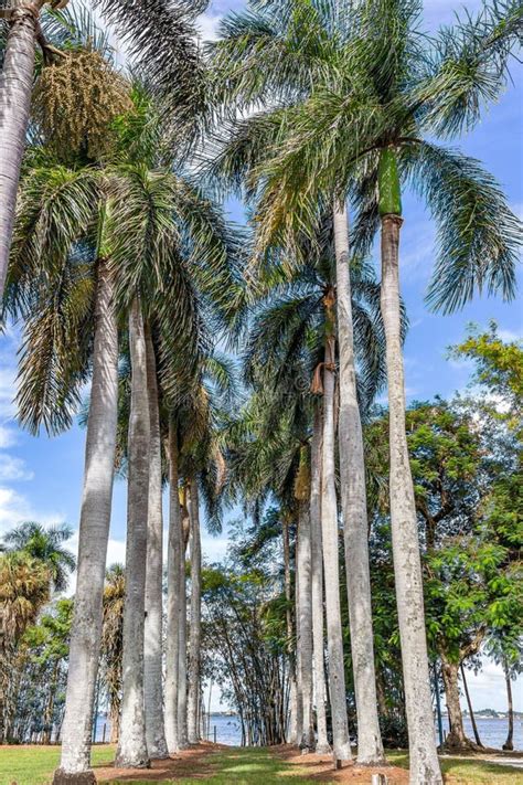 Palm Trees In South Florida Stock Photo Image Of Botanical Southern