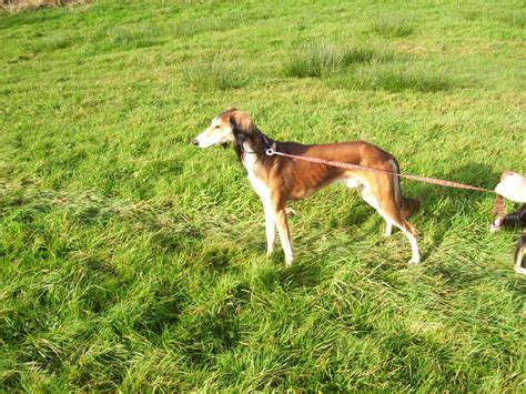 Pictures Of Your Pure Salukis Lurchers And Running Dogs The Hunting Life