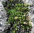 British Wild Plant: Sagina maritima Sea Pearlwort