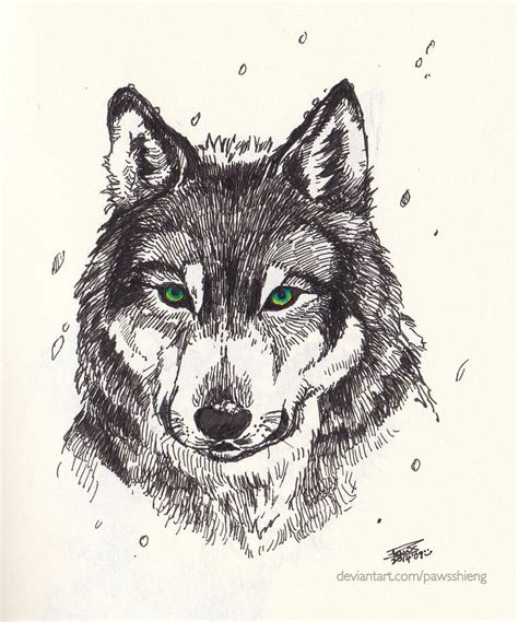 Wolf Quick Ink Sketch By Pawsshieng On Deviantart