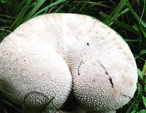 Here S A Photo Gallery Of Mushrooms That Look Like Butts