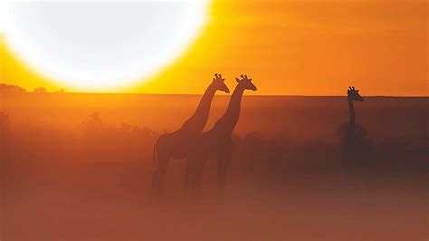 Download Wallpaper 1280x720 Giraffe Safari Sun Sunset Hd Hdv 720p