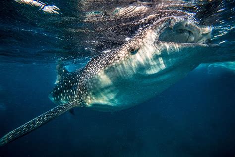 Swimming With Whale Sharks Underwater Photography Gallery