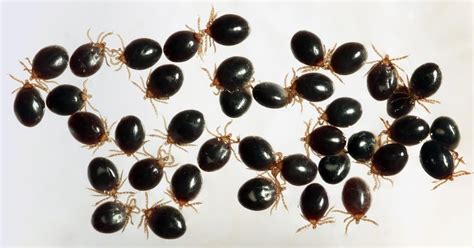 Nsf Eid Lyme Gradient Project Engorged Blacklegged Tick Larvae