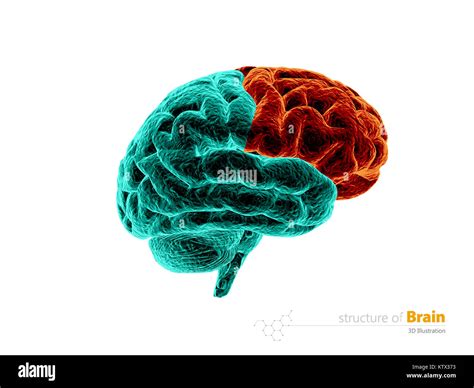 Human Brain Frontal Lobe Anatomy Structure Human Brain Anatomy 3d