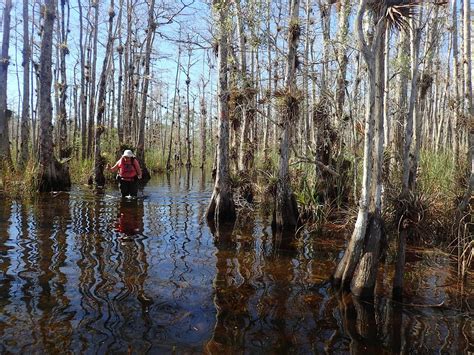 Big Cypress Swamp Florida Hikes
