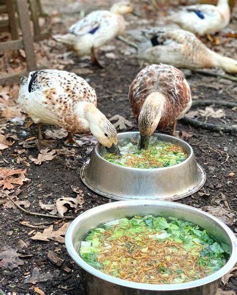 What To Feed Pet Or Backyard Ducks To Maximize Their Health And