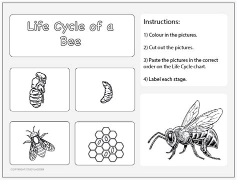 Life Cycle Of A Bee Worksheet Studyladder Interactive Learning Games