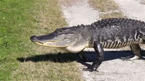 Massive Alligator Crosses Trail At Circle B Preserve In Florida
