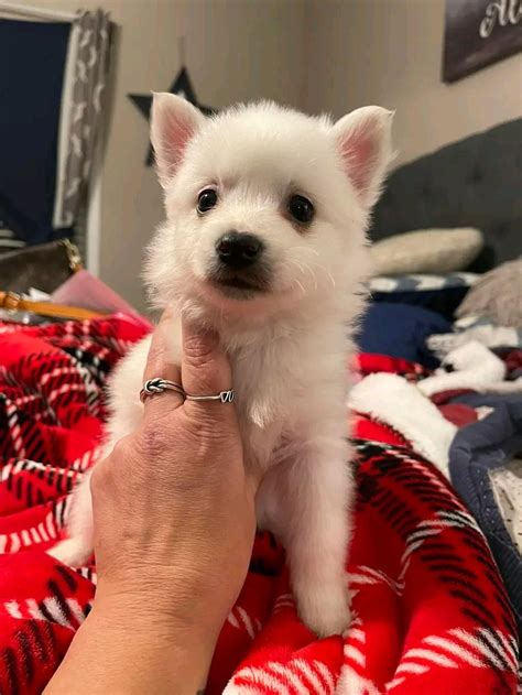 Craigslist Green Valley Az