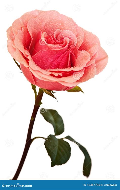 Pink Rose Isolated Stock Photo Image Of Floral Water 10457736