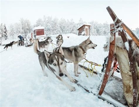 Senja Norway Huskies Northern Lights And Everything Winter Heart My