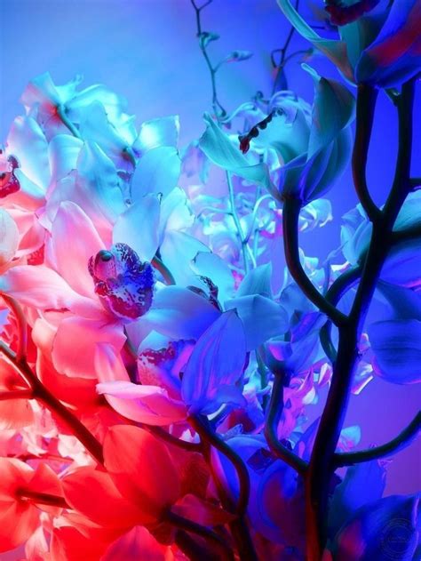 We did not find results for: Pin by Emmy on COLOR COMBOS | Color photography, Neon ...