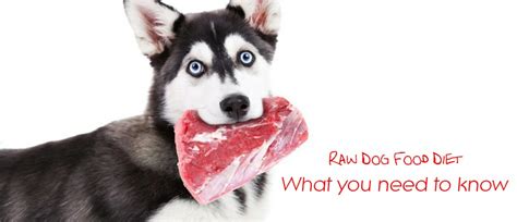 Eukanuba puppy dog food for large dogs rich in fresh chicken for the optimal body condition of your dog 3kg 4.3 out of 5 stars 72 £12.74 £ 12. Raw Dog Food Diet: What You Need to Know - Wag The Dog UK