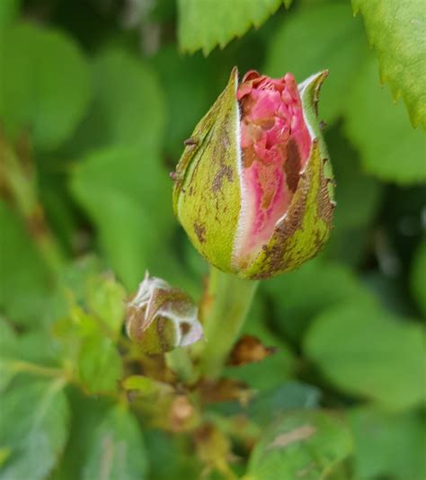 Pest Damage Identify This Bug Attacking Rose Buds Gardening