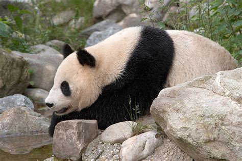 Za Pandami Velkými Do Evropských Zoo Zoo Magazín