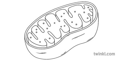 Mitochondria Science Cell Diagram Beyond Black And White Rgb Illustration