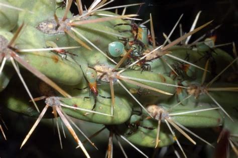 A cholla cactus watches over the desert in joshua tree national park, ca 5264x3352(oc). Through the Microscope (Dalesmicro) - Page 6 - CactiGuide.com