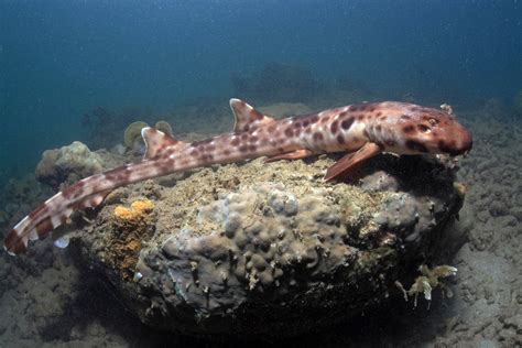 Bizarre Species Of Walking Sharks That Can Lift Themselves Out Of Water Discovered