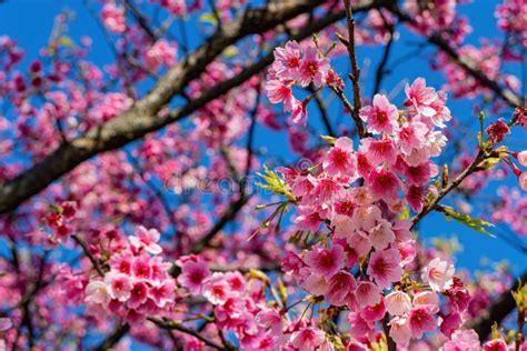 Sunny View Of Cherry Blossom In Yangmingshan National Park Stock Photo