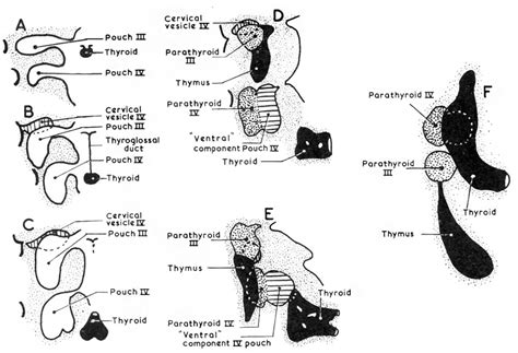 Paper Development Of The Thyroid And Parathyroid Glands And The