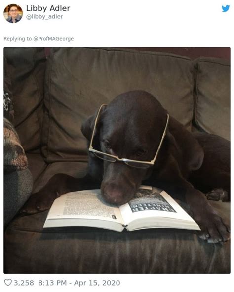 Teacher Asks Students To Share Photos Of Their Studious Pets And They Deliver