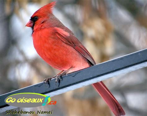 Cardinal Rouge Male Shahrbanou Namei Go Oiseaux Quebec Go Oiseaux