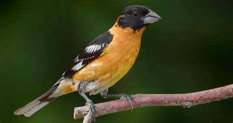 Black Headed Grosbeak Overview All About Birds Cornell Lab Of Ornithology