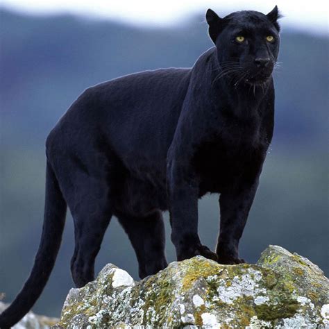 Pin De Rayne Braxton Em Natures Black Majesty Grande Felino Gatos