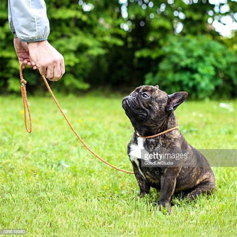 Bulldog Leash Photos And Premium High Res Pictures Getty Images