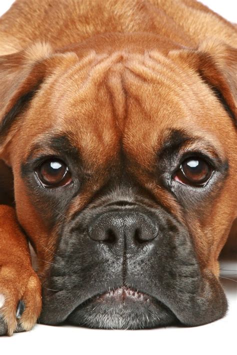 Beautiful Boxer Dogs 27 Amazing Pics Talk To Dogs