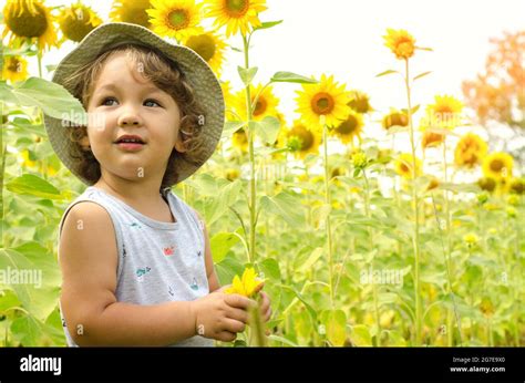 Little Boy In Sunflower Field Stock Photo Alamy