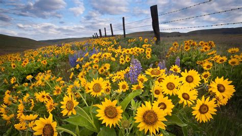 Beautiful Nature Pictures Beautiful Sunflowers On Hill