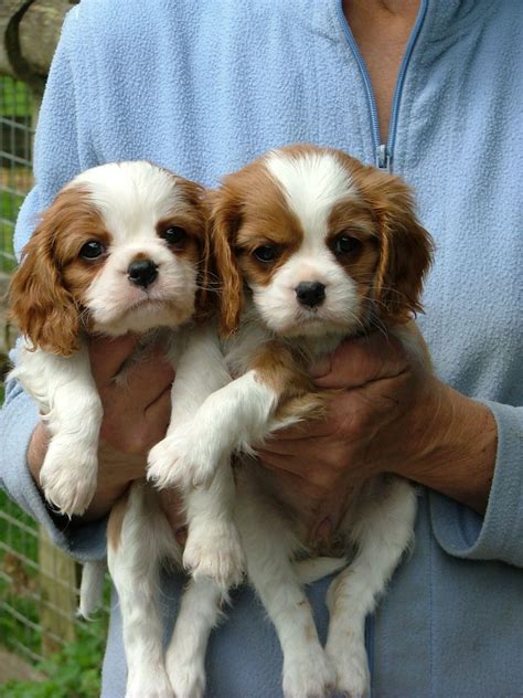 It is clear in these art works that these dogs were considered a luxury to own and, typically, lived a very pampered life as pets. Cavalier King Charles Girl Puppies for Sale ...