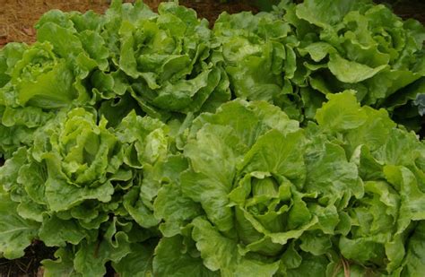 Lettuce Types Nutrition Facts Calories Carbs Health Benefits