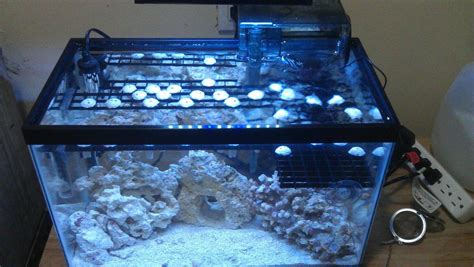 5 Gallon Nano Reef Tank Build Suggestions